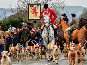 Supporting image for story: South Shropshire Hunt says its activities were within law when hound died
