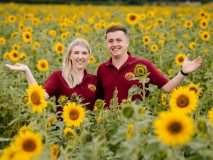 Supporting image for story: Three million sunflowers as Shropshire farm launches ' pick your own' season