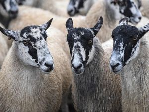 Supporting image for story