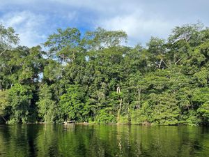 Supporting image for story: Countries launch partnership to reverse deforestation and aid climate fight