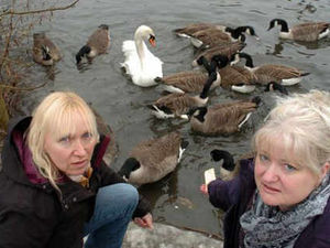 Supporting image for story: Swan killed after 23 years at pool spot