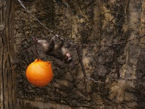 Supporting image for story: Punch the orphan macaque outgrowing plushie and making friends