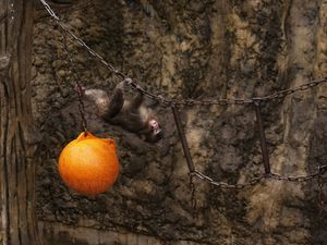 Supporting image for story: Punch the orphan macaque outgrowing plushie and making friends