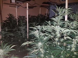 Nearly 50 cannabis plants were seized. Photo: @WednesburyWMP