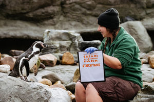 Vicky McFarlane with the penguins at West Midland Safari Park