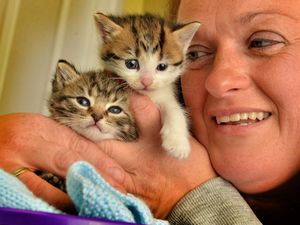 Supporting image for story: 'Desperate' animal charity launches urgent appeal as funds 'almost entirely depleted'