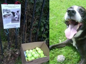 Supporting image for story: This tennis ball memorial to a beloved dog is bringing joy to other pooches