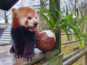 Supporting image for story: Animals at Dudley Zoo get in the festive spirit 