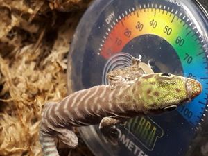 Supporting image for story: Dudley Zoo welcomes baby geckos
