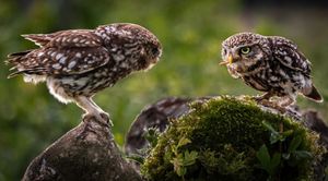 Little Owls Face Off by Brian Kerrison