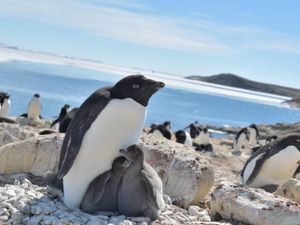 Supporting image for story: Antarctic penguins ‘happier with less sea ice’