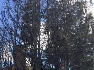 Supporting image for story: Warning after Stafford house nearly catches fire from garden waste 