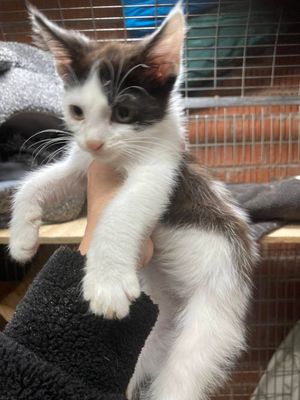 Picture: Courtesy of 9 Lives Rescue