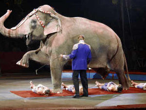 Supporting image for story: Powys latest council in region to ban wild animals in circuses 