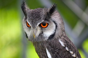 Ridgeside Falconry - Alfie the Scops Owl