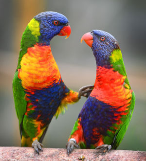 The zoo welcomed 20 rainbow lorikeets around two months ago, many of them rescued