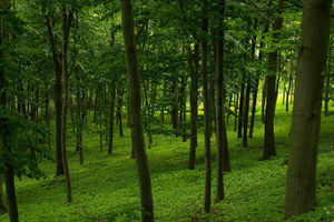 Supporting image for story: Grants available in bid to source far more wood