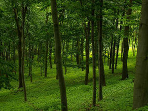 Supporting image for story: Grants available in bid to source far more wood