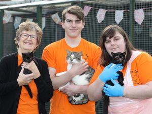 Supporting image for story: Cat rescue closes doors as cost of saving lives becomes too much