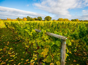 Supporting image for story: New book celebrates region's drink heritage