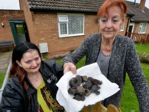 Supporting image for story: More 'finds' in the great Shropshire meteorite search  