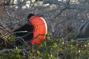 Frigate Bird 