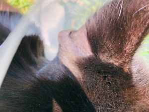 Supporting image for story: Appeal to find cat attackers after pet shot in Willenhall