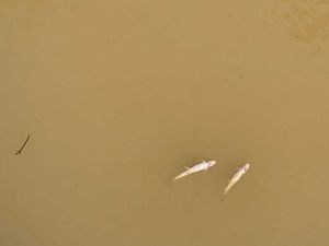 Supporting image for story: Hundreds of dead fish seen in Shropshire river as heatwave disrupts oxygen supply