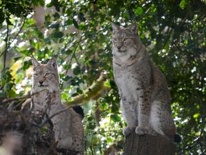 Supporting image for story: Lynx enclosure unveiled in ‘major milestone’ for reintroduction to British wild