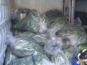 Supporting image for story: Nearly 600 cannabis plants seized in Smethwick raid