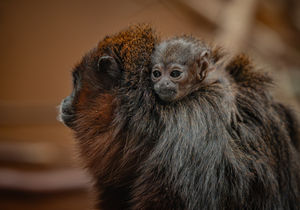 Chester Zoo is celebrating the birth of a rare coppery titi monkey - the first of its kind ever born at the zoo in its 94-year history. Pic: Chester Zoo