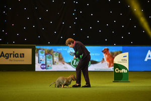 Maisie the Wire-haired Dachshund winner of Best in Show 2020 at the Birmingham National with her owner Kim McCalmont at the Exhibition Centre (NEC) during the Crufts Dog Show