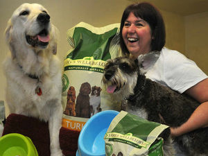 Supporting image for story: New charity launches to help dog rescue centres