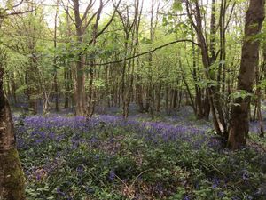 Supporting image for story: Uffmoor Wood closed over dog attacks, sexual activity and drug dealing to reopen this week