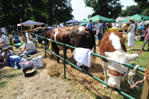 Crowds enjoy the Newport Show