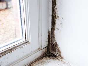 Supporting image for story: Councillors dealing with 12 cases of black mould in town warn it is 'tip of the iceberg'