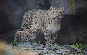 Snow leopard cub Bheri and mum Nubra at Chester Zoo.