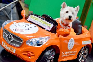 Crufts at the NEC in Birmingham