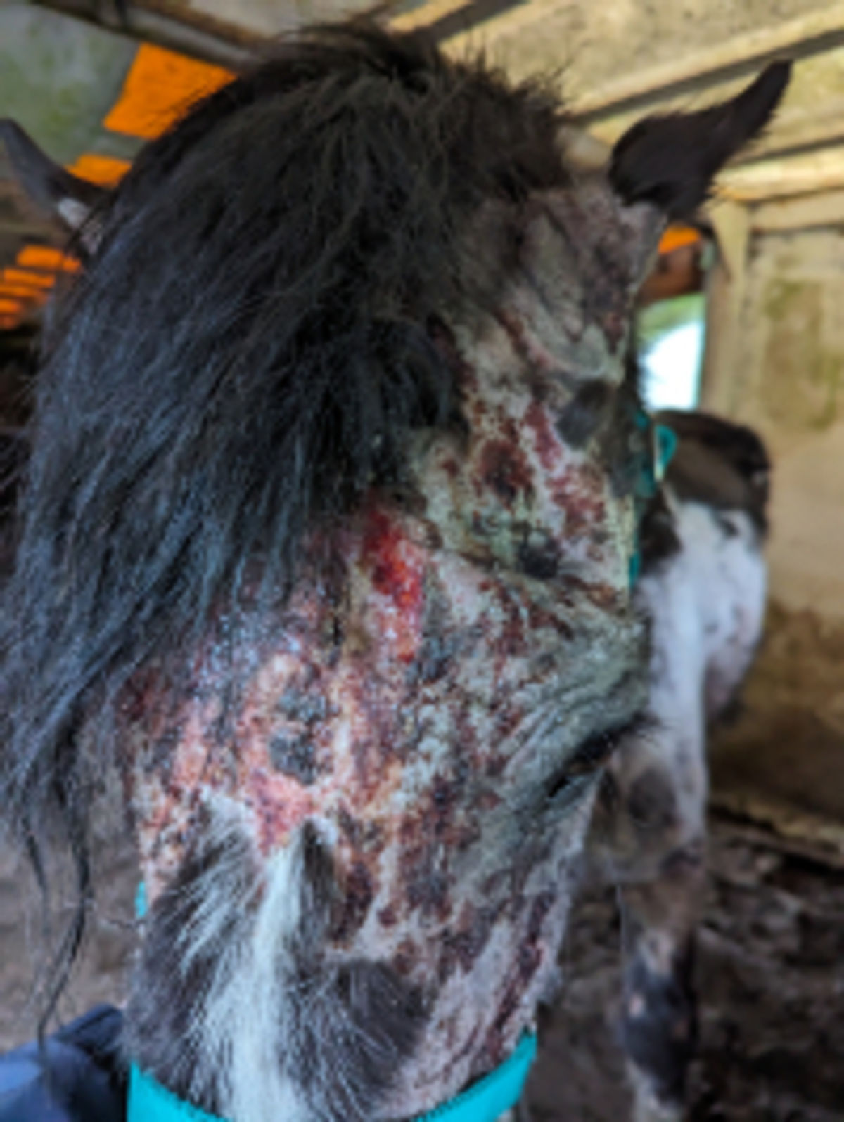 Owners of horse that left RSPCA inspectors horrified banned from keeping animals for 10 years