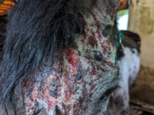 Supporting image for story: Owners of neglected horse whose condition left RSPCA inspectors 'horrified' banned from keeping animals for 10 years