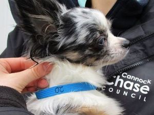 Supporting image for story: Homes being sought for 60 dogs rescued from house in Cannock