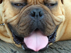 Supporting image for story: Market Drayton in dog-friendly bid to collar visitors