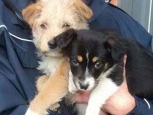 Supporting image for story: Appeal after callous pair dump puppies in bush in Kingswinford