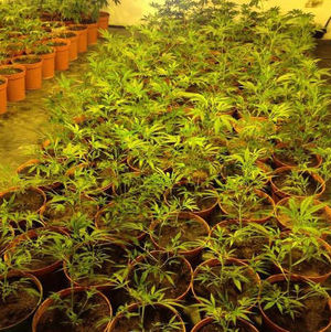 A closer view of the cannabis