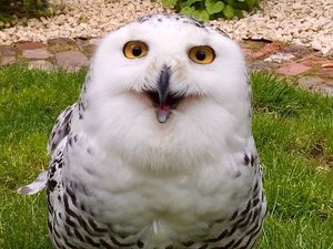 Supporting image for story: Plea for sightings as snowy owl disappears after storm
