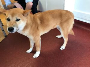 Yoshiko, the Shiba Inu
