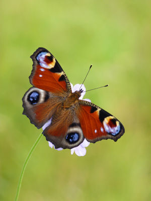 Peacock butterfly. Photo by Neil Hulme