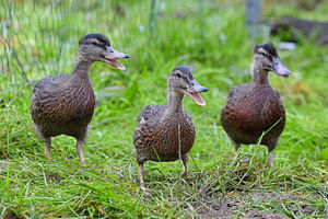 These ducklings were left by their mother to fend for themselves