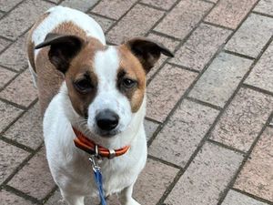 Anne Maynard’s female adult Jack Russell named Mouse (Handout)