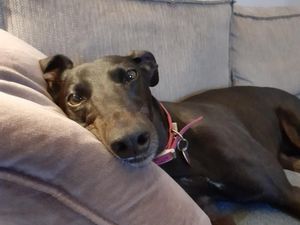 Supporting image for story: All dogs welcome to charity dog show event this weekend